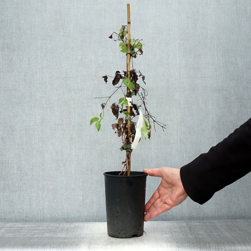 Esemplare di Clematis Romantika - Clematide Vaso da 2L/3L come consegnato in autunno