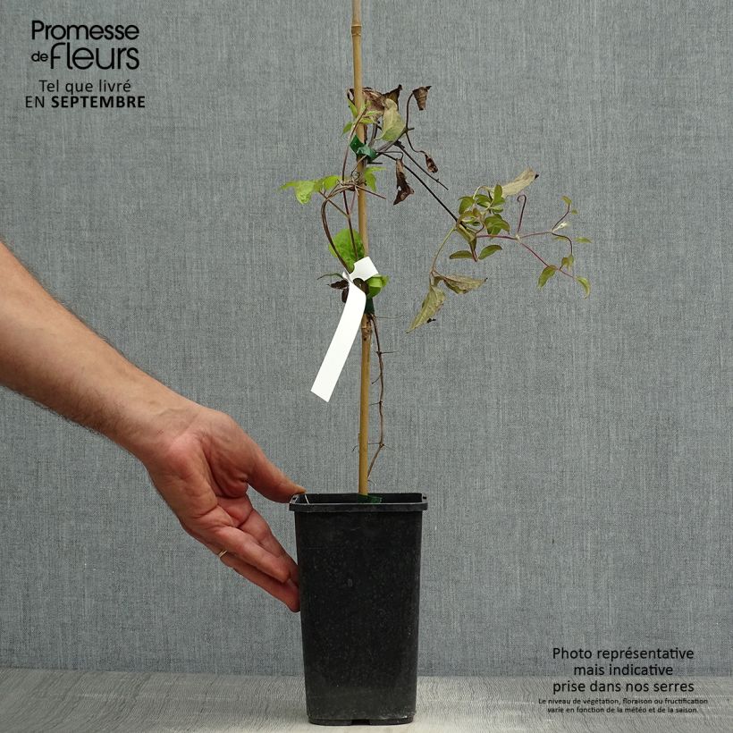 Esemplare di Clematis Rosamunde - Clematide Vaso da 1,5L/2L come consegnato in autunno