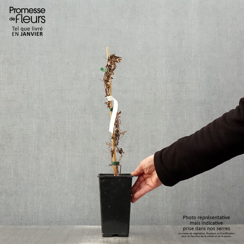 Clematis Rosamunde - Clematide Vaso da 1,5L/2L esemplare consegnato in inverno