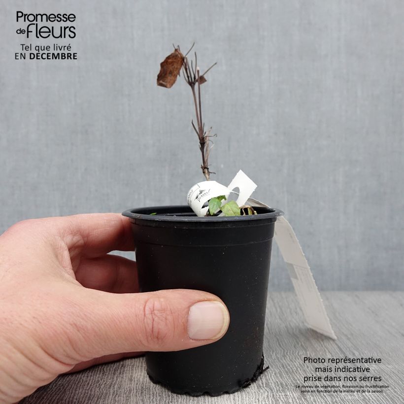 Esemplare di Clematis Rouge Cardinal - Clematide Vasetto da 8/9 cm come consegnato in autunno