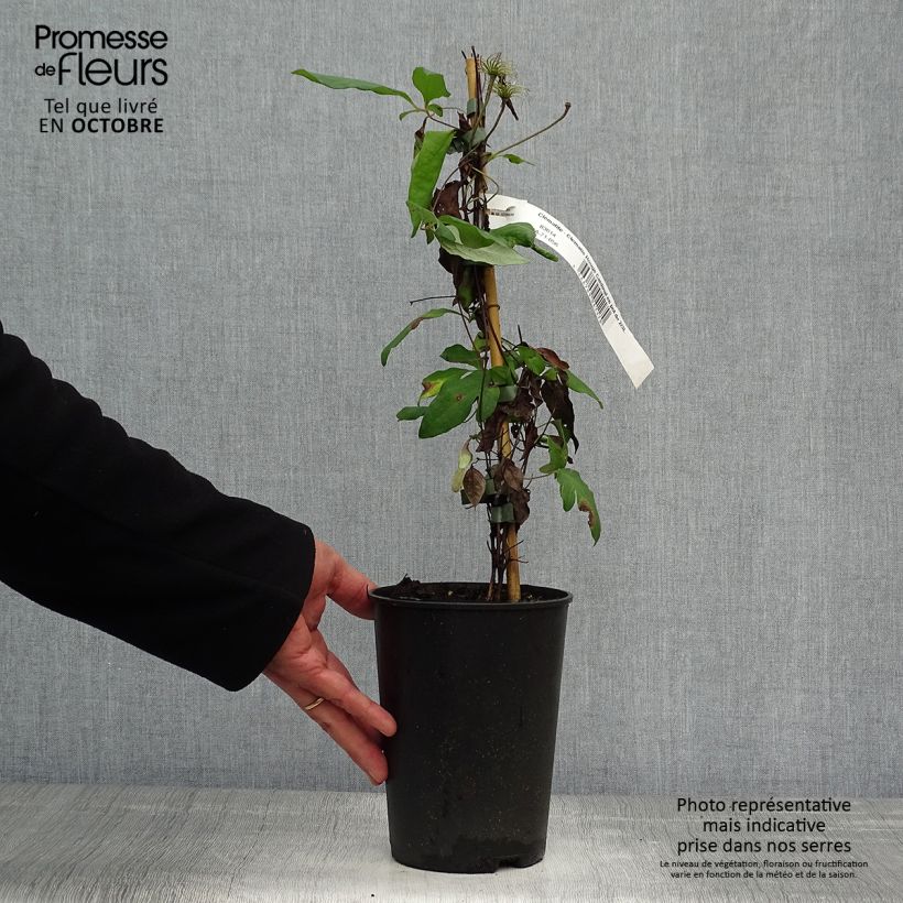 Esemplare di Clematis Rouge Cardinal - Clematide Vaso da 2L/3L come consegnato in autunno