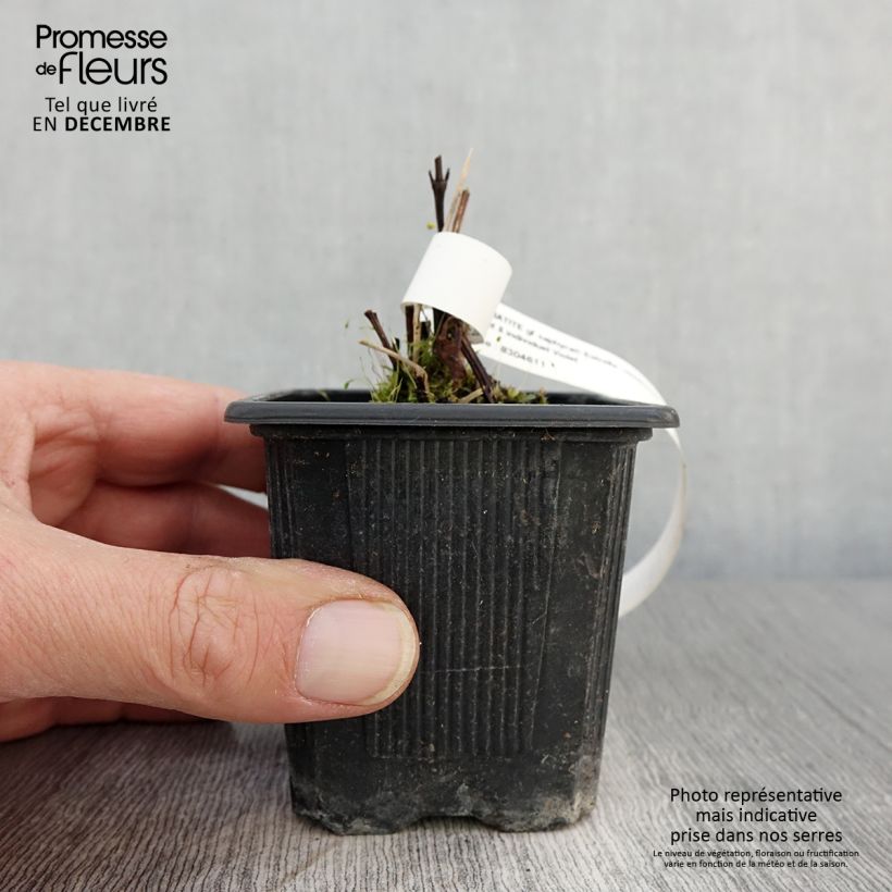 Esemplare di Clematis Saphyra Estrella - Clematide Vasetto da 8/9 cm come consegnato in autunno