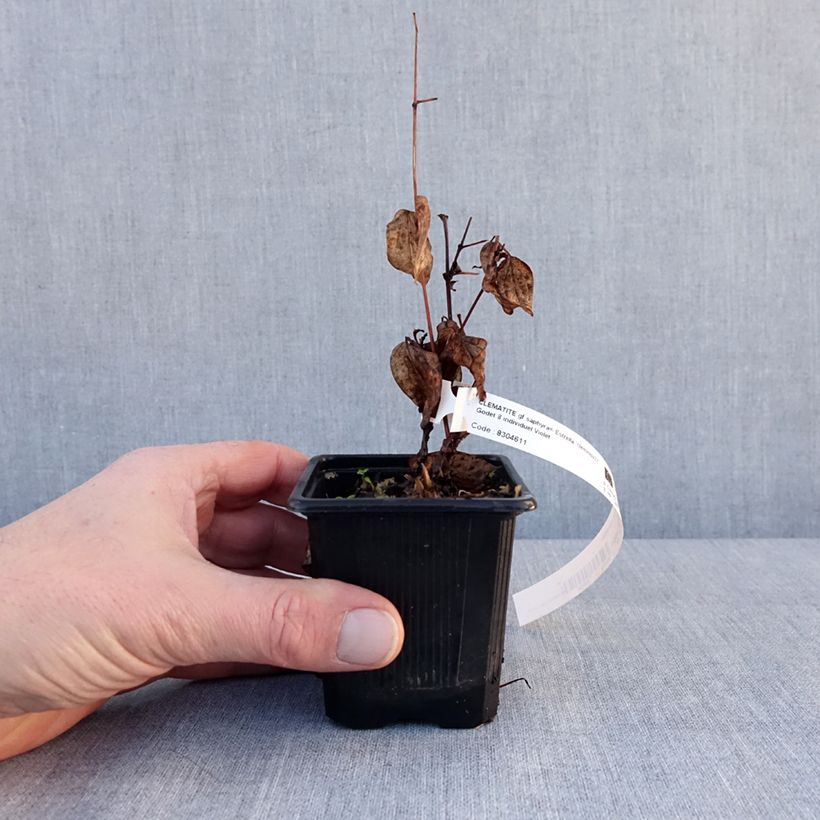 Clematis Saphyra Estrella - Clematide Vasetto da 8/9 cm esemplare consegnato in inverno