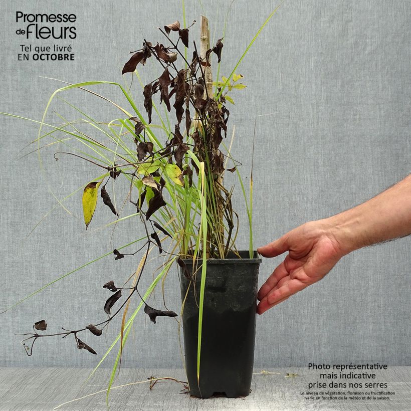 Esemplare di Clematis Saphyra - Clematide Vaso da 2L/3L come consegnato in autunno