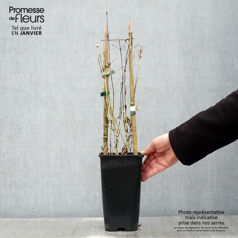 Clematis Saphyra - Clematide Vaso da 2L/3L esemplare consegnato in inverno