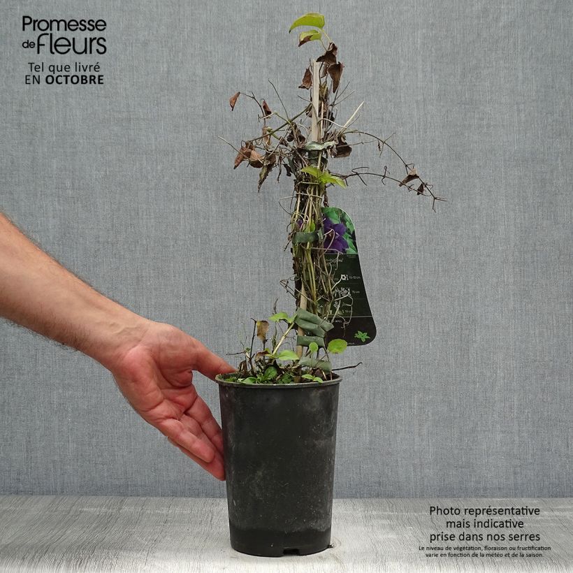 Esemplare di Clematis Shin-Shigyoku - Clematide Vaso da 2L/3L come consegnato in autunno