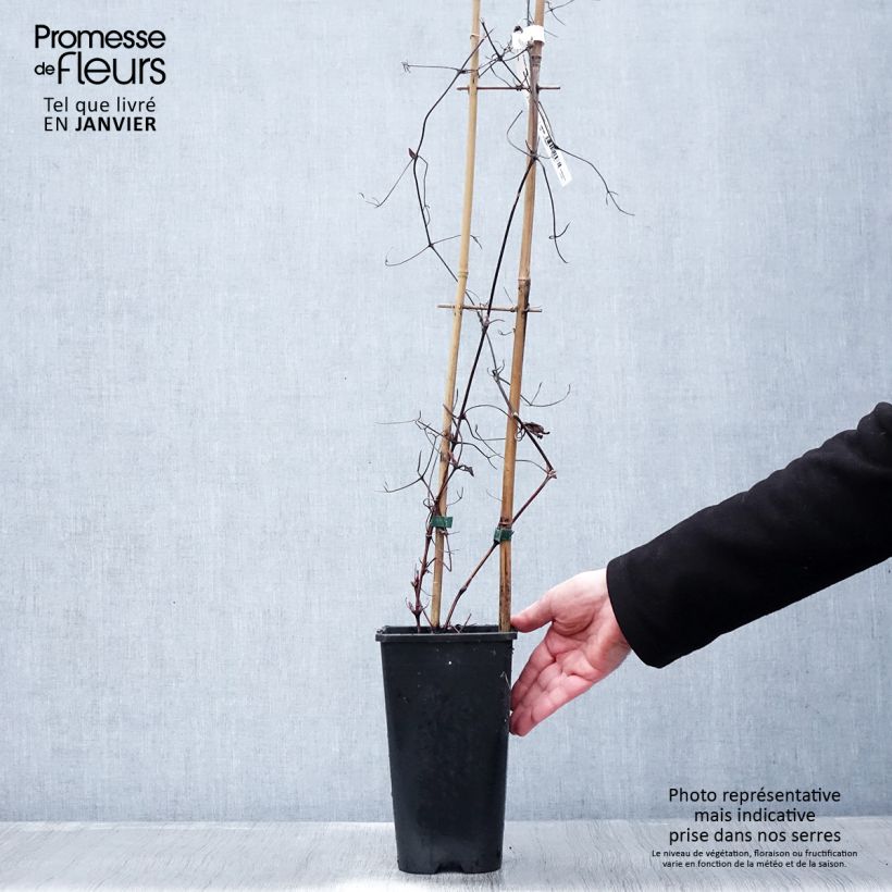 Clematis Solidarnosc - Clematide Vaso da 2L/3L esemplare consegnato in inverno