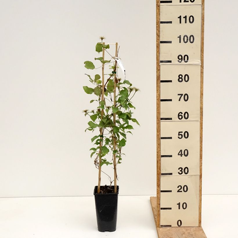Clematis Solidarnosc - Clematide Vaso da 2L/3L esemplare consegnato in primavera