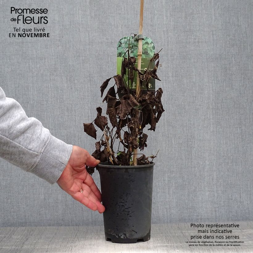 Esemplare di Clematis stans - Clematide Vaso da 2L/3L come consegnato in autunno