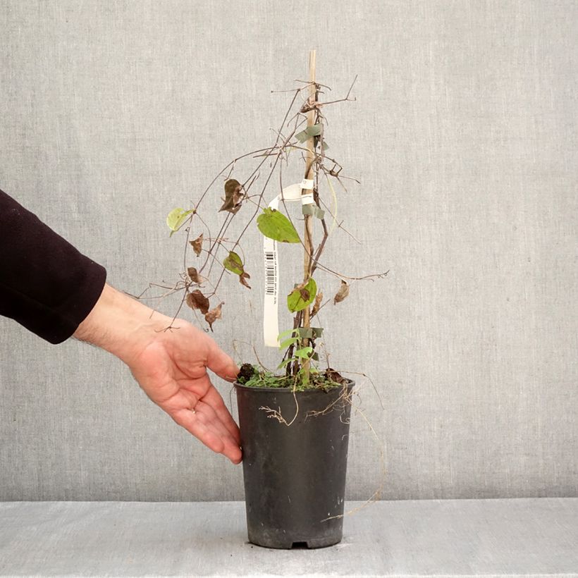 Esemplare di Clematis Star of India - Clematide Vaso da 2L/3L come consegnato in autunno