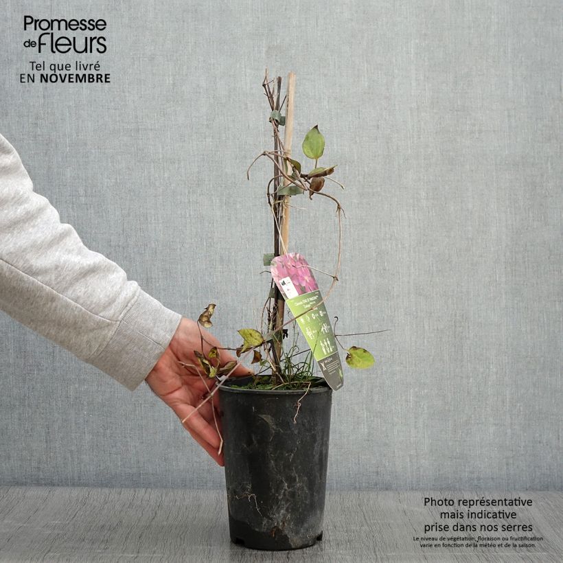 Esemplare di Clematis Star of Pakistan - Clematide Vaso da 2L/3L come consegnato in autunno