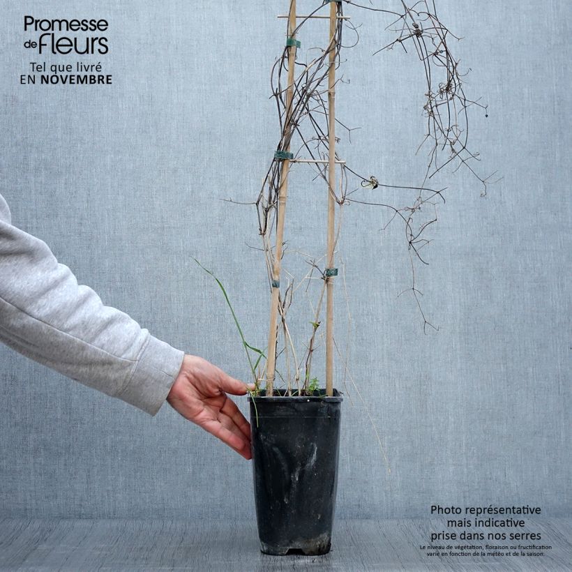 Esemplare di Clematis Sunset - Clematide Vaso da 2L/3L come consegnato in autunno