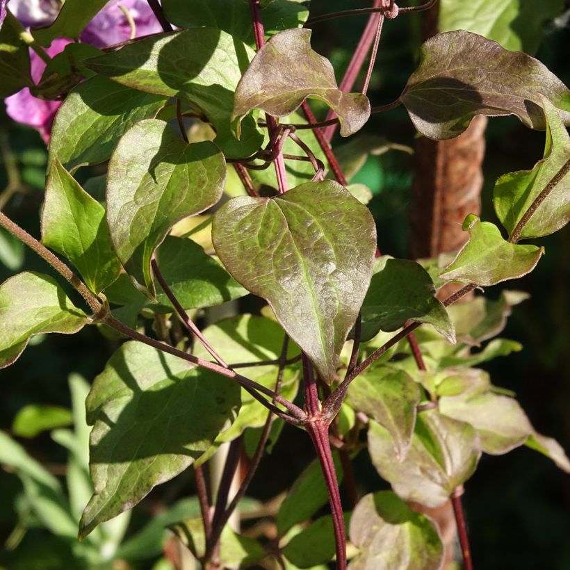 Clematis Super Cute - Clematide (Fogliame)