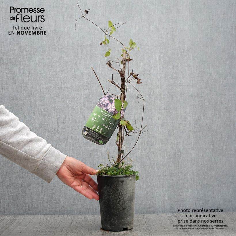Esemplare di Clematis viticella Super Nova - Clematide Vaso da 2L/3L come consegnato in autunno