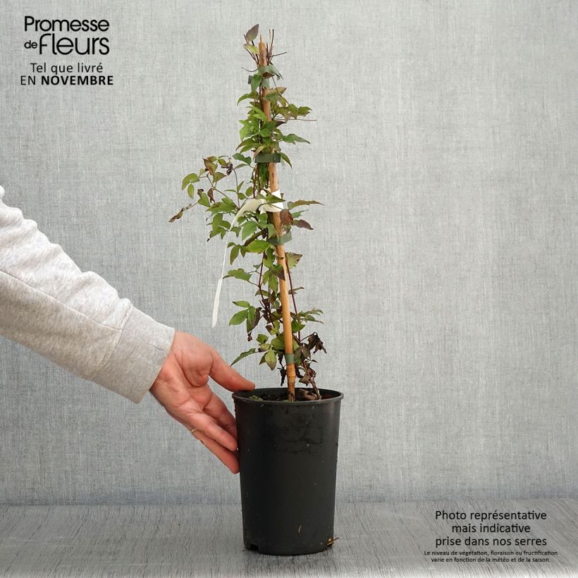 Esemplare di Clematis Supernight - Clematide Vaso da 2L/3L come consegnato in autunno