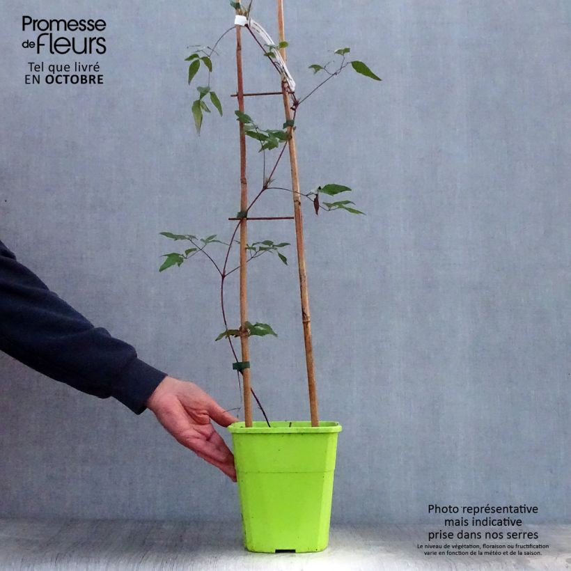 Esemplare di Clematis Taiga - Clematide Vaso da 1,5L/2L come consegnato in autunno