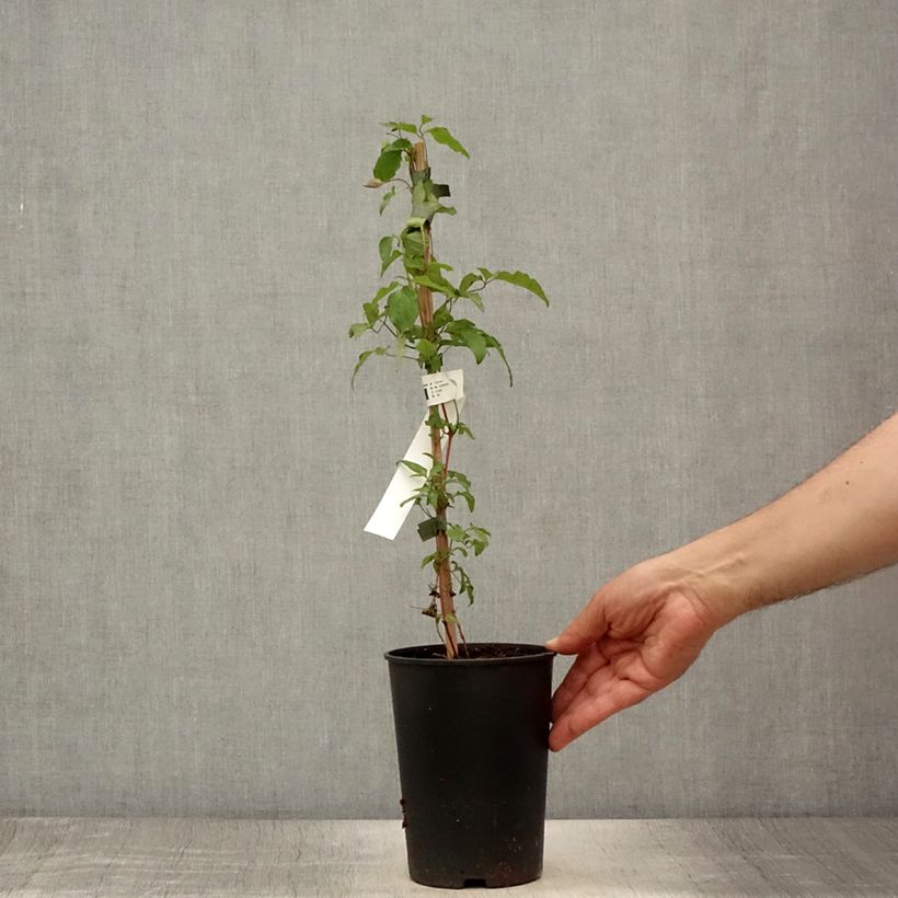 Esemplare di Clematis Taiga - Clematide Vaso da 1,5L/2L consegnato in estate