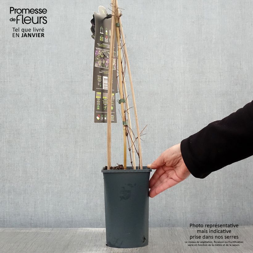 Clematis Taiga - Clematide Vaso da 1,5L/2L esemplare consegnato in inverno