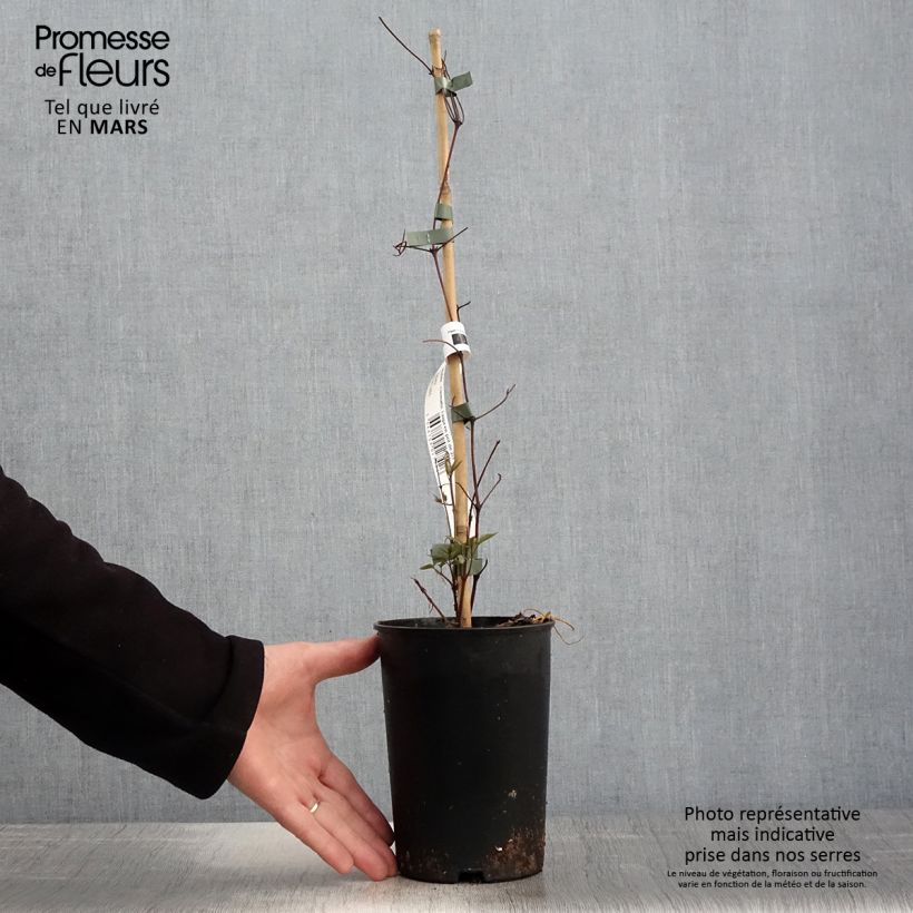 Clematis Taiga - Clematide Vaso da 1,5L/2L esemplare consegnato in primavera