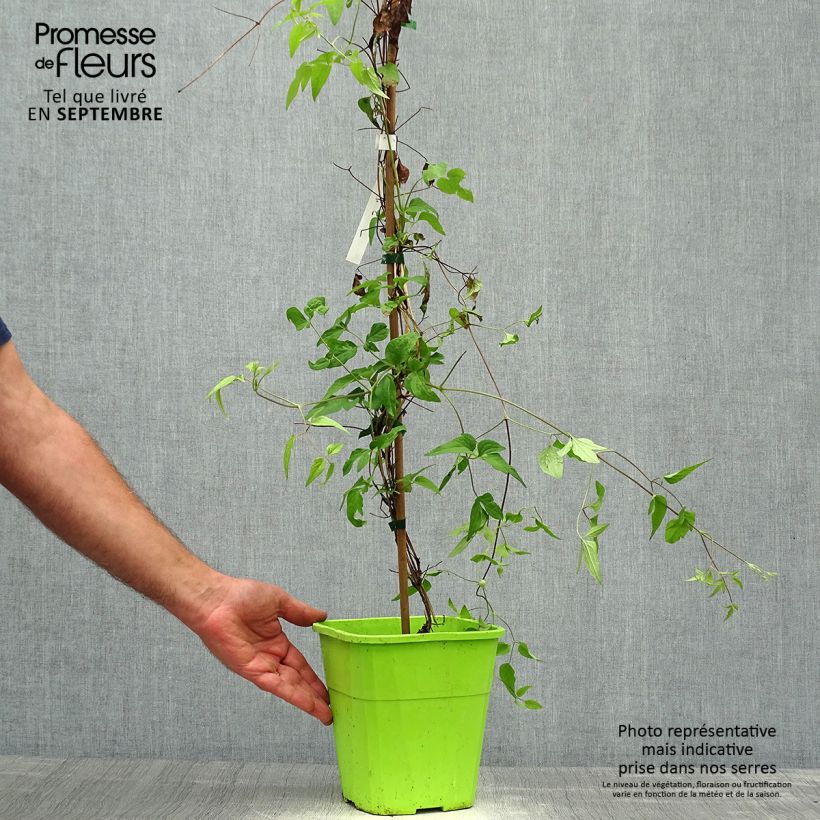 Esemplare di Clematis Taiga - Clematide Vaso da 3L/4L come consegnato in autunno