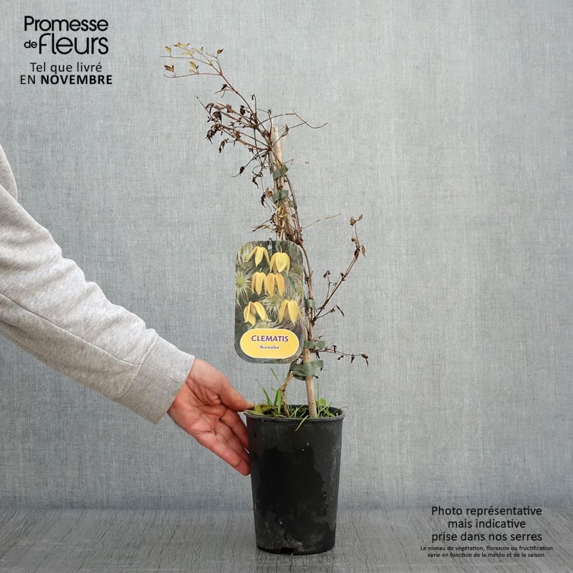 Esemplare di Clematis tangutica Aureolin - Clematide Vaso da 2L/3L come consegnato in autunno