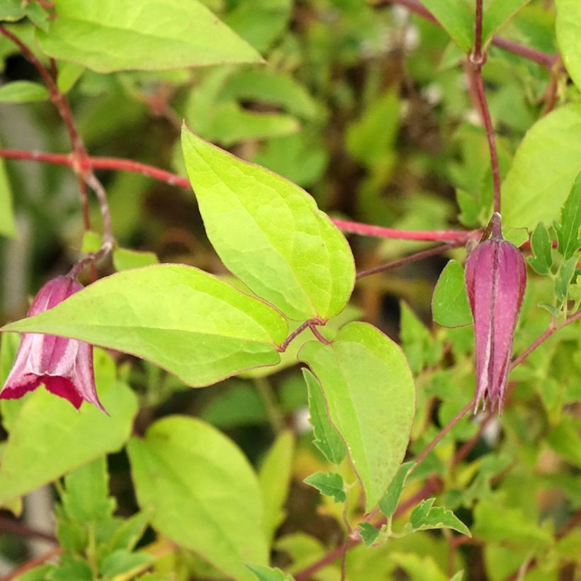 Clematis tangutica Aureolin - Clematide (Fogliame)