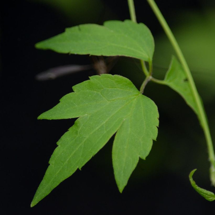 Clematis tangutica Grace - Clematide (Fogliame)