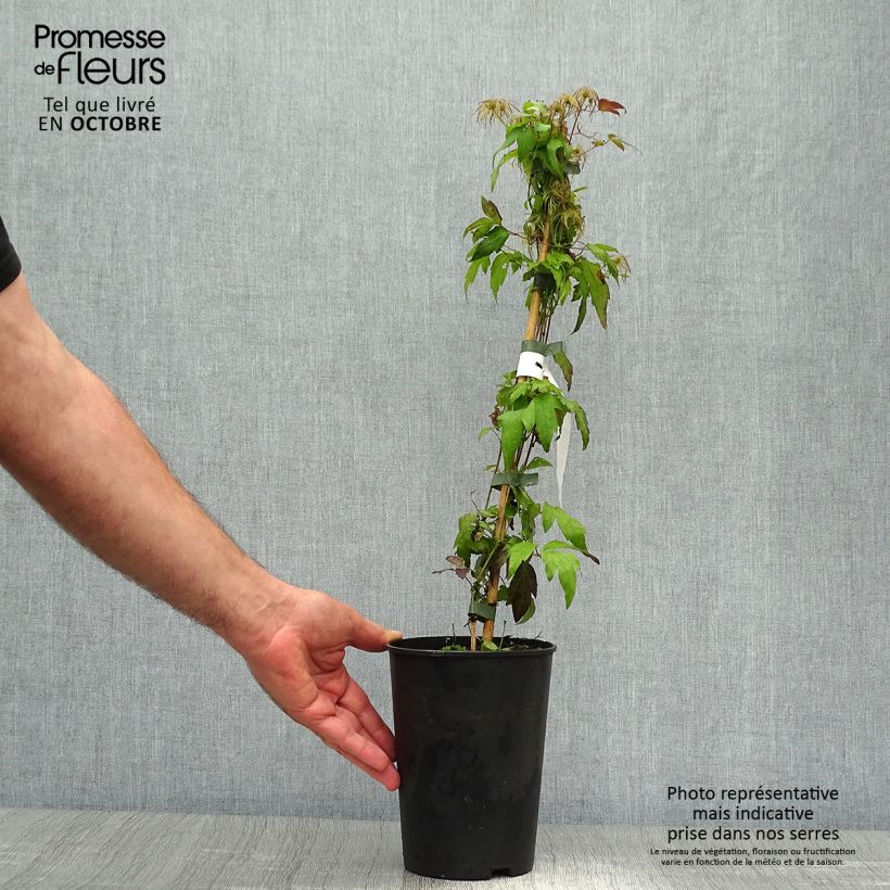 Esemplare di Clematis tangutica Grace - Clematide Vaso da 2L/3L come consegnato in autunno
