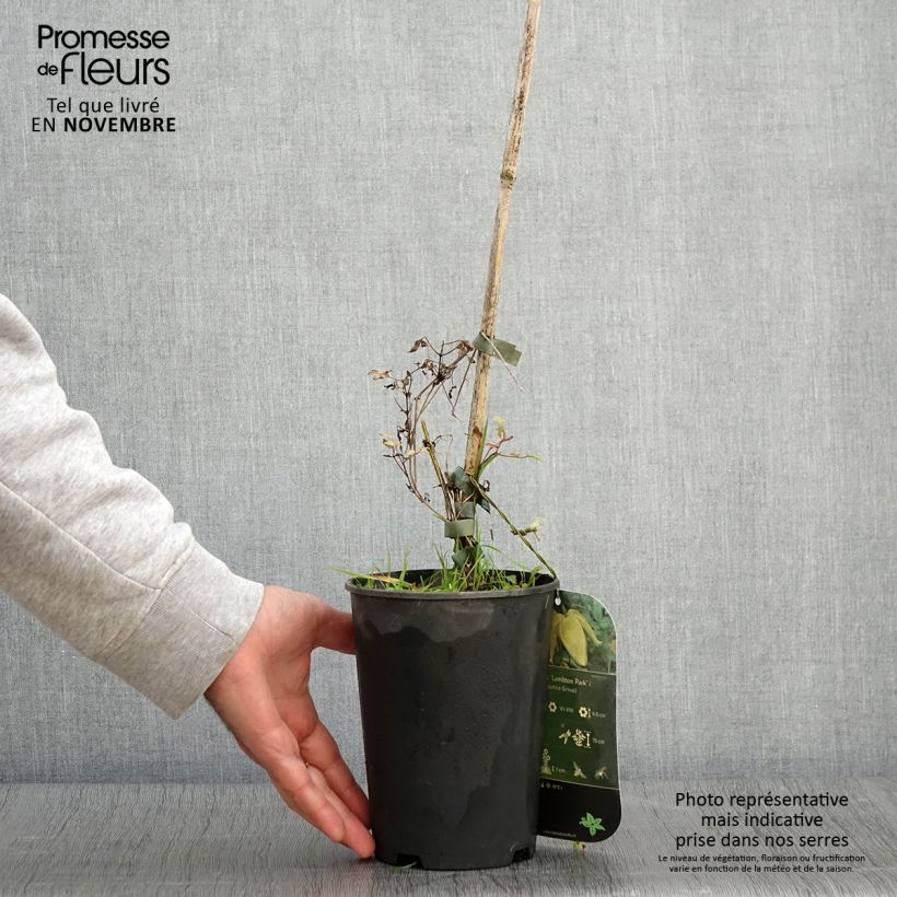 Esemplare di Clematis tangutica Lambton Park - Clematide Vaso da 2L/3L come consegnato in autunno