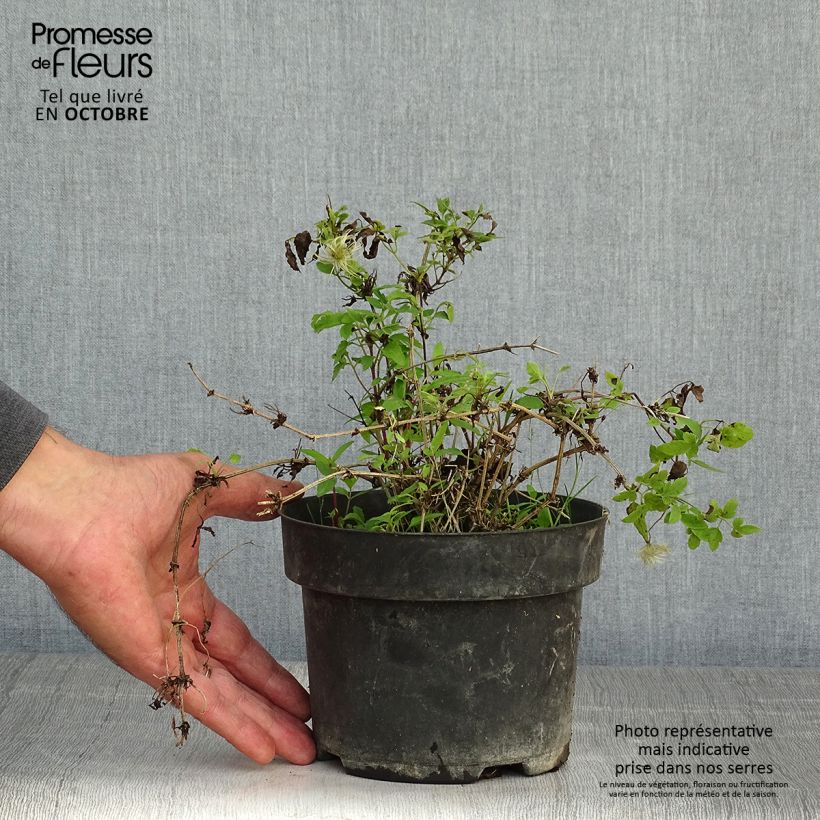 Esemplare di Clematis tangutica Little Lemons - Clematide Vaso da 2L/3L come consegnato in autunno