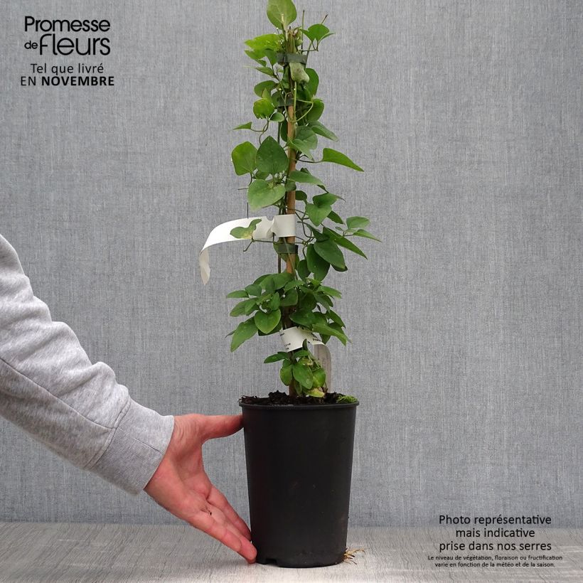 Esemplare di Clematis terniflora - Clematide Vaso da 2L/3L come consegnato in autunno
