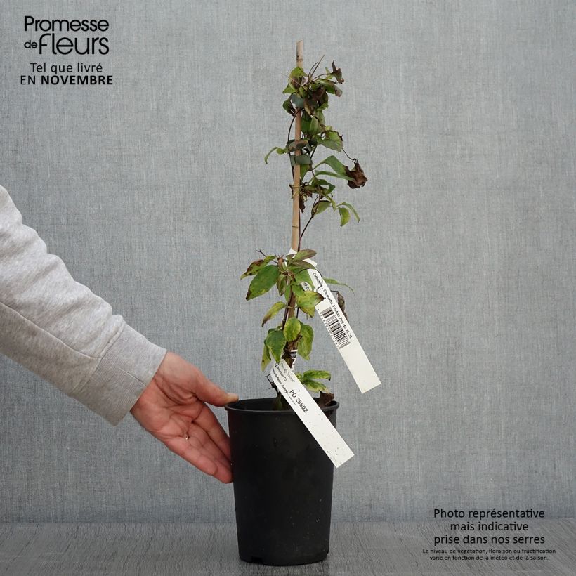 Esemplare di Clematis Teshio - Clematide Vaso da 2L/3L come consegnato in autunno
