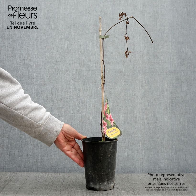 Esemplare di Clematis texensis Duchess of Albany - Clematide Vaso da 2L/3L come consegnato in autunno