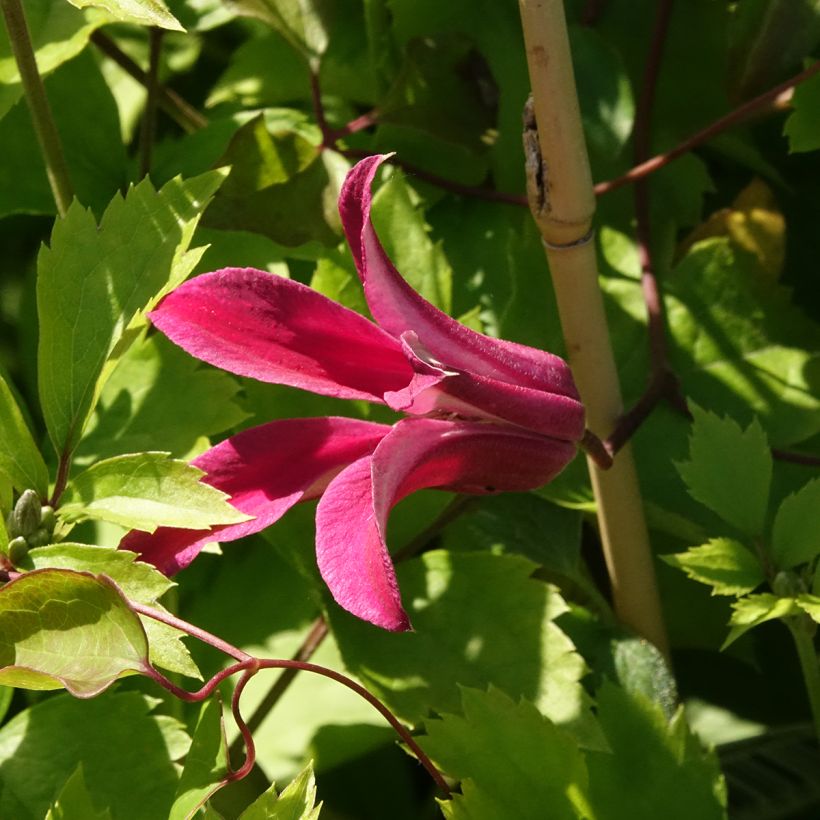 Clematis texensis Duchess of Albany - Clematide (Fioritura)