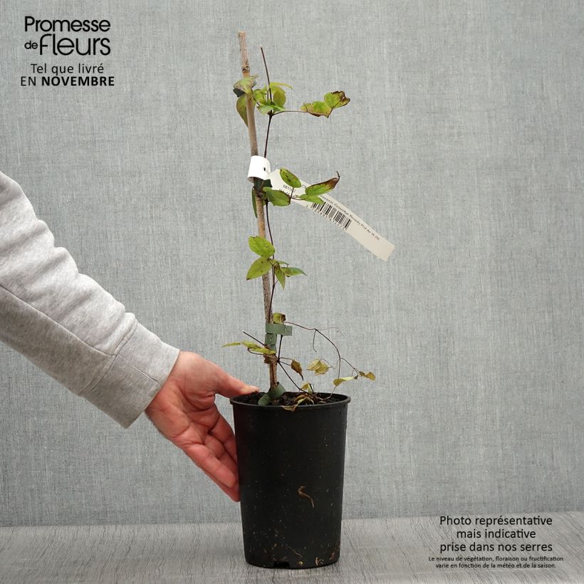 Esemplare di Clematis texensis Gravetye Beauty - Clematide Vaso da 2L/3L come consegnato in autunno