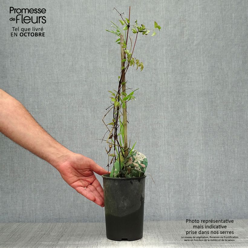 Esemplare di Clematis texensis Mienie Belle - Clematide Vaso da 2L/3L come consegnato in autunno