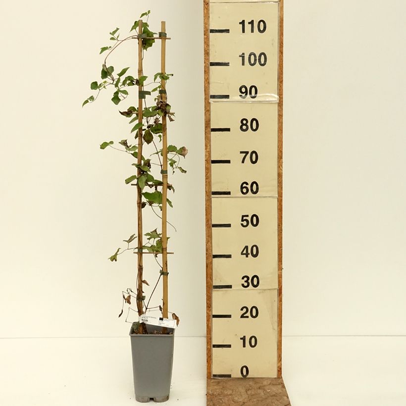 Esemplare di Clematis texensis Notre-Dame de Paris - Clematide Vaso da 3L/4L consegnato in estate