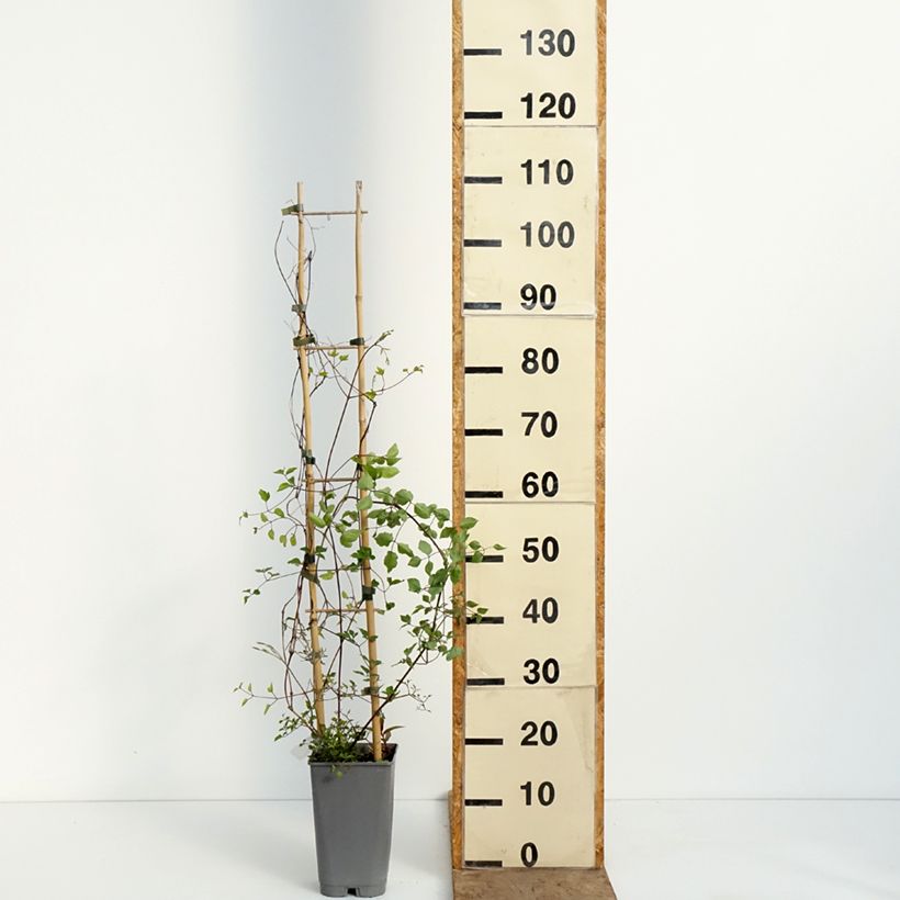Clématite - Clematis texensis Notre-Dame de Paris Vaso da 3L/4L esemplare consegnato in primavera
