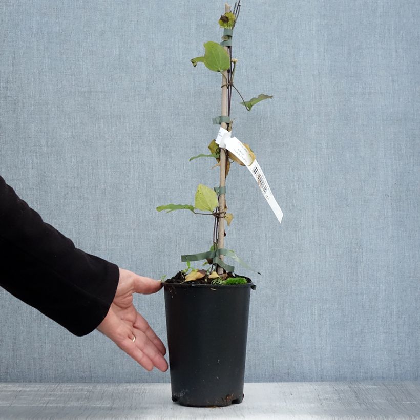 Esemplare di Clematis The President - Clematide Vaso da 2L/3L come consegnato in autunno