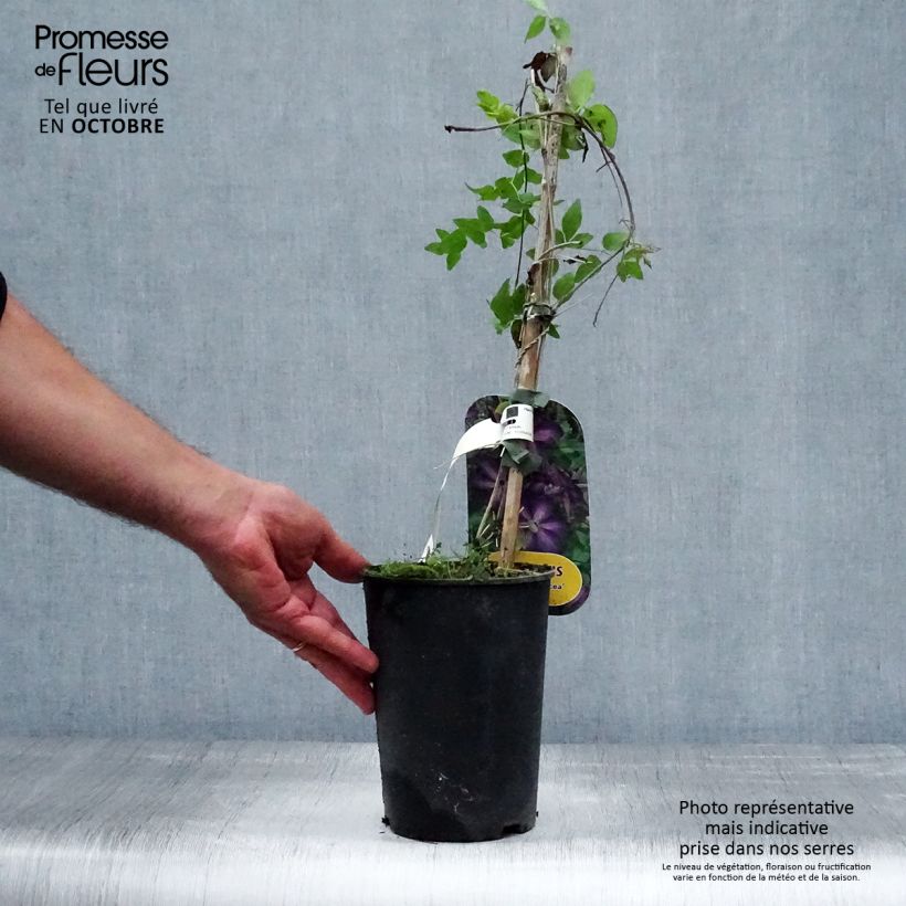 Esemplare di Clematis The Vagabond - Clematide Vaso da 2L/3L come consegnato in autunno