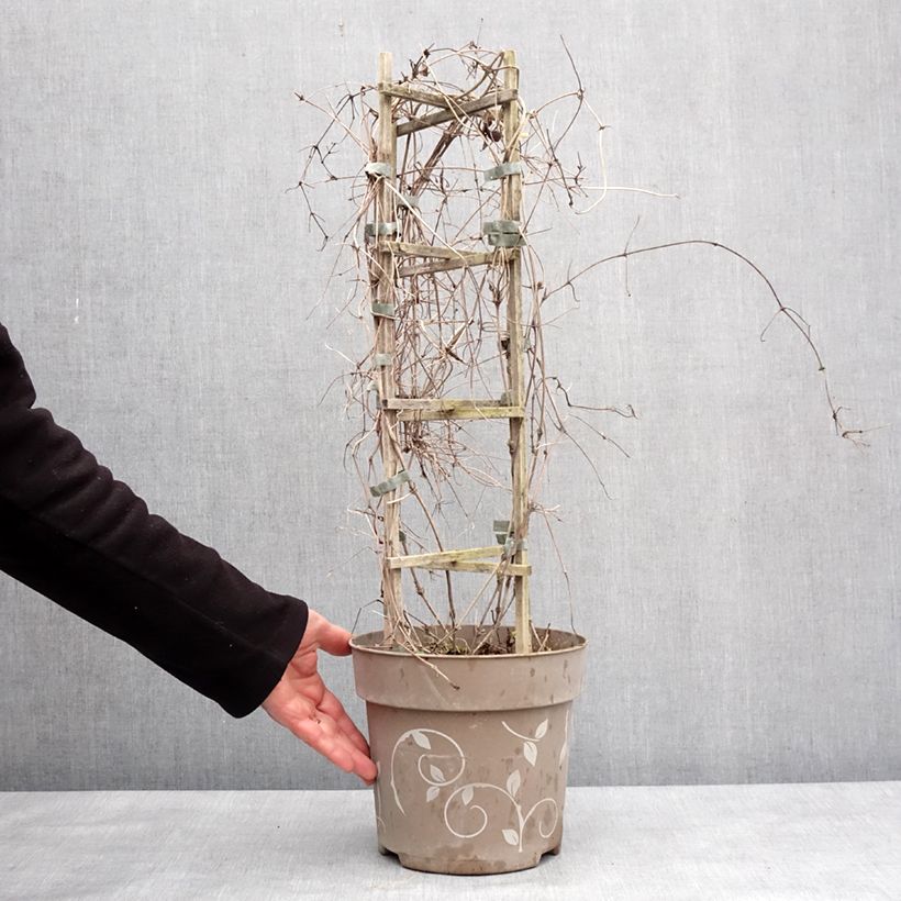 Clematis Mix Tricolor - Clematide Vaso da 6L/7L esemplare consegnato in inverno