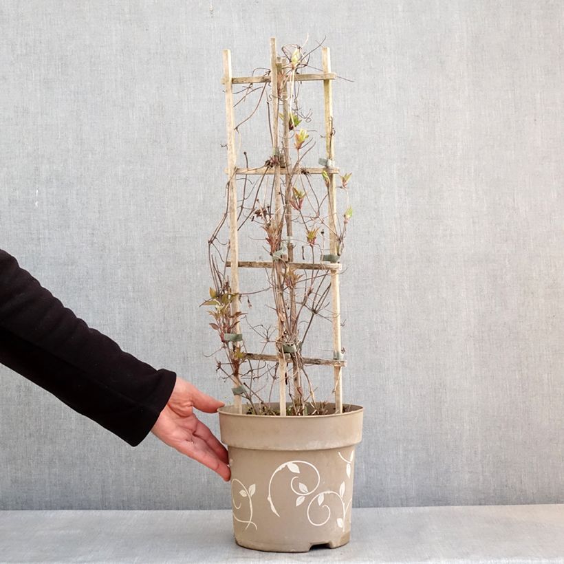 Clematis Mix Tricolor - Clematide Vaso da 6L/7L esemplare consegnato in primavera