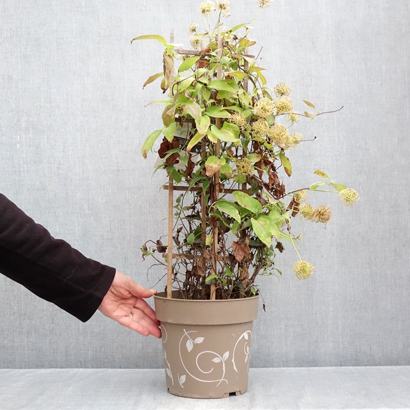 Esemplare di Clematis Mix Blue - Clematide Vaso da 6L/7L come consegnato in autunno