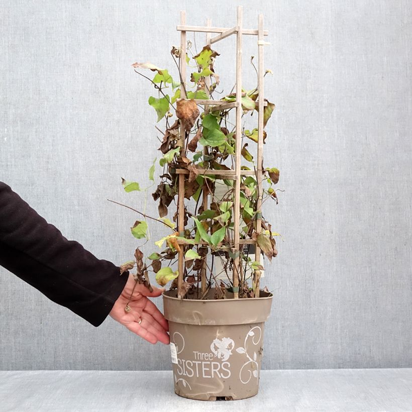 Esemplare di Clematis Mix - Clematide Vaso da 6L/7L come consegnato in autunno