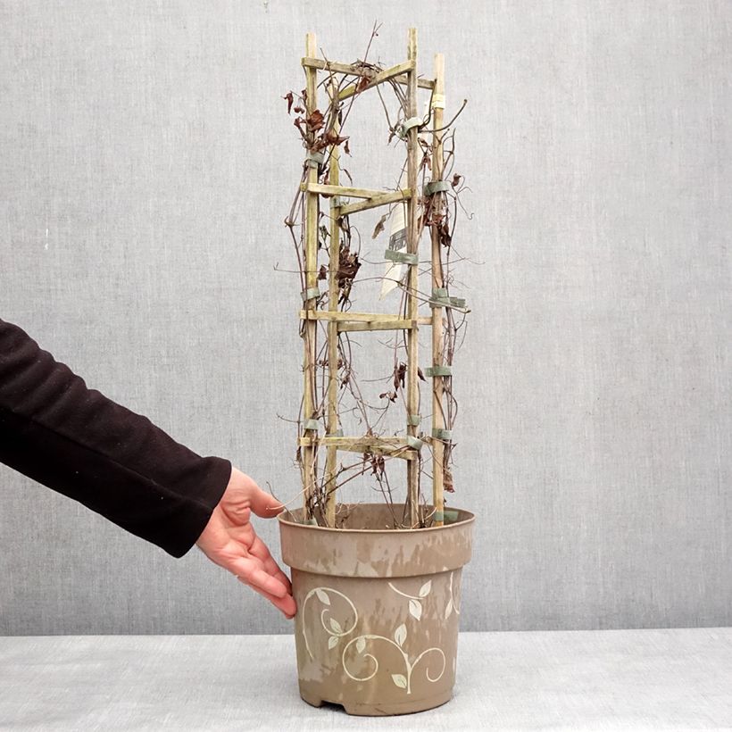 Clematis Mix - Clematide Vaso da 6L/7L esemplare consegnato in inverno