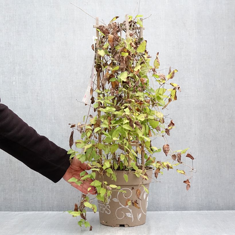 Esemplare di Clematis Mix Red - Clematide Vaso da 6L/7L come consegnato in autunno