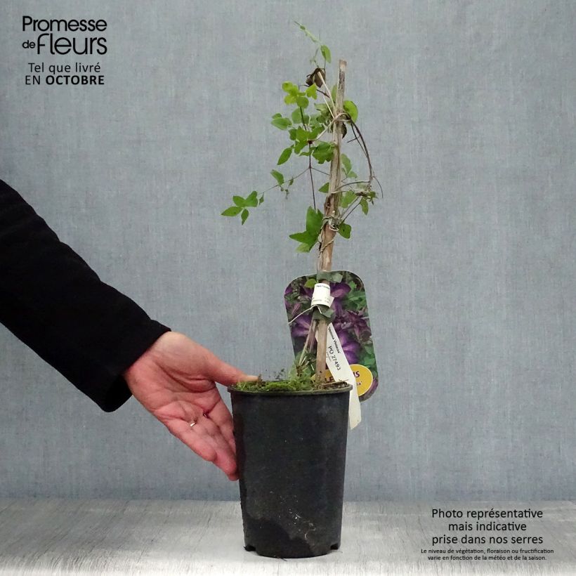 Esemplare di Clematis florida Venosa Violacea - Clematide Vaso da 2L/3L come consegnato in autunno