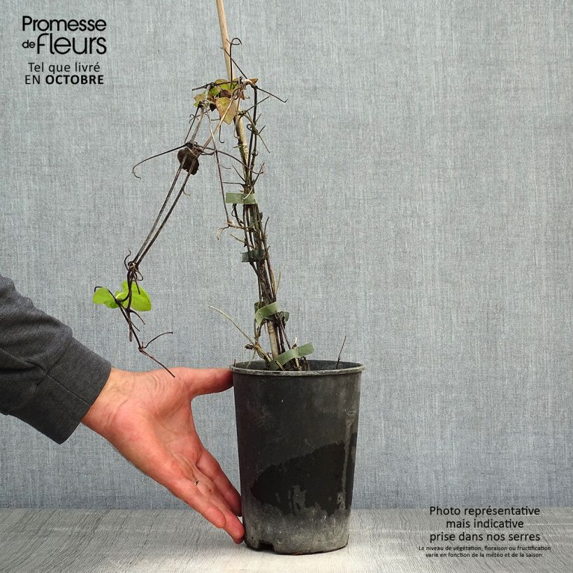 Esemplare di Clematis Veronica's Choice - Clematide Vaso da 2L/3L come consegnato in autunno