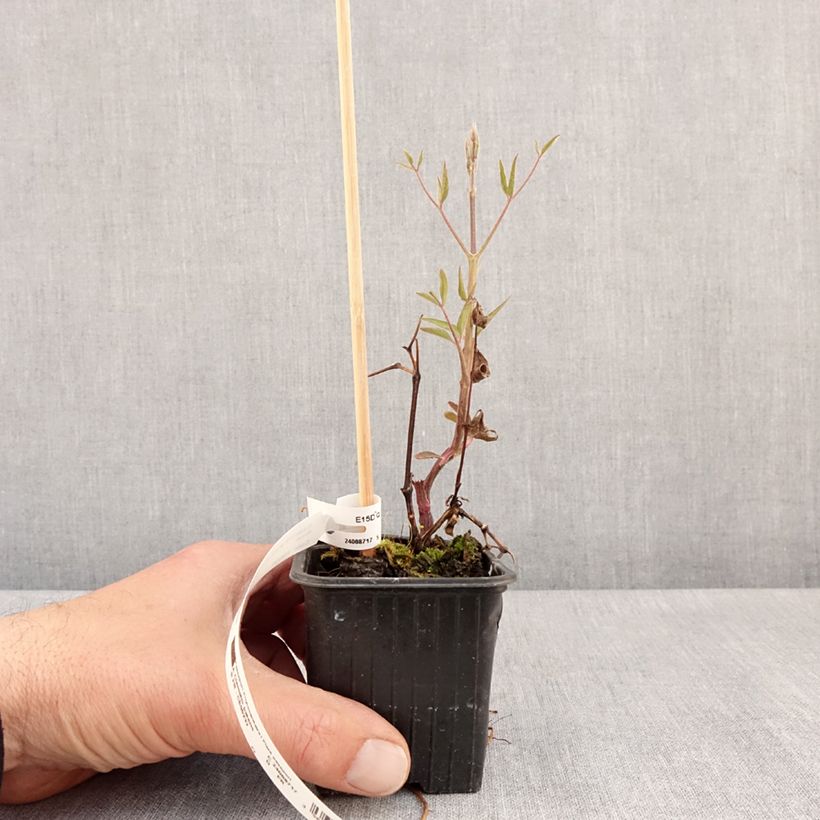 Clematis Ville de Lyon - Clematide Vasetto da 8/9 cm esemplare consegnato in primavera