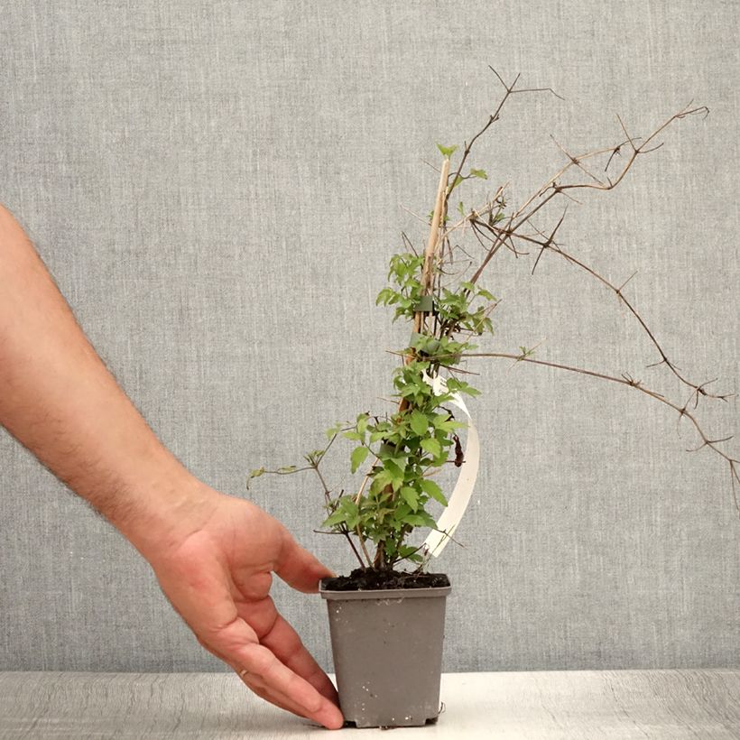 Esemplare di Clematis vitalba - Clematide Vasetto da 8/9 cm consegnato in estate